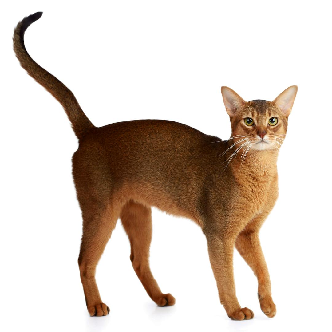 Abyssinian