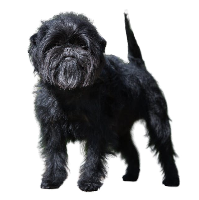 Affenpinscher