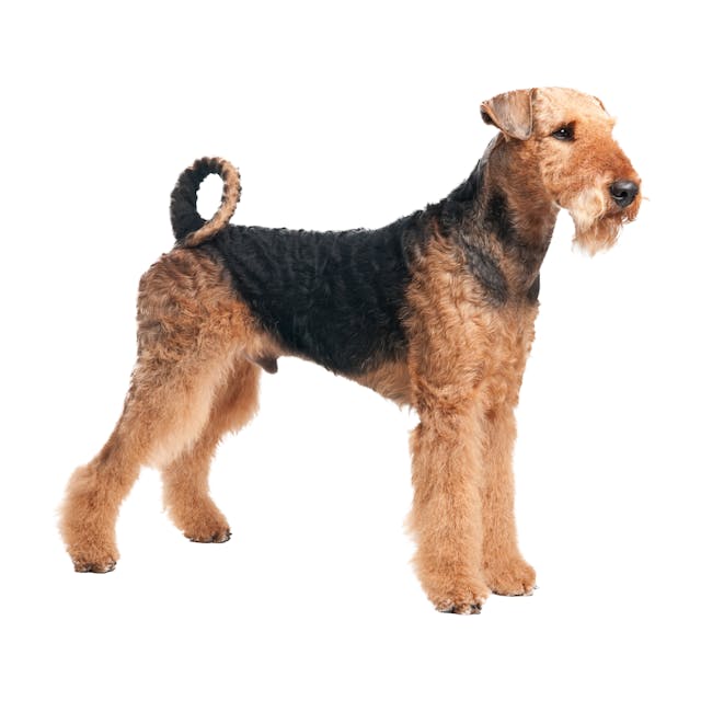 Airedale Terrier