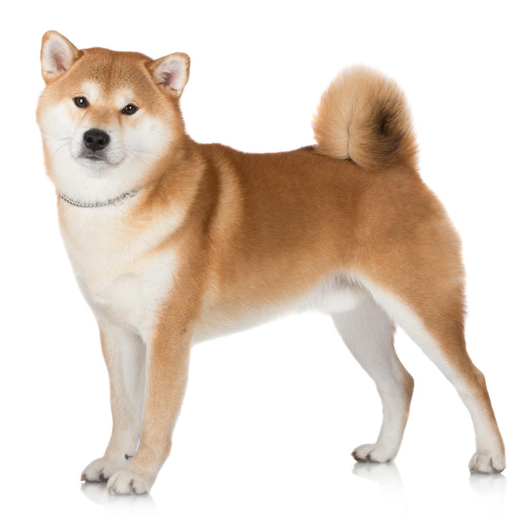 Akita Inu