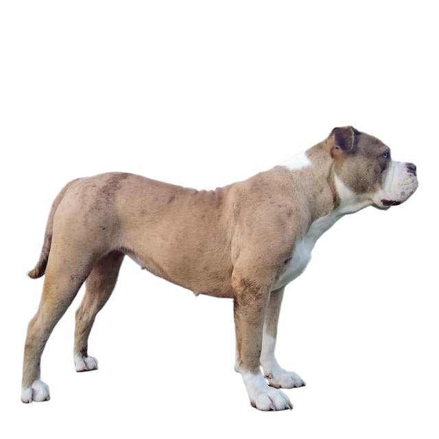 Alapaha Blue Blood Bulldog