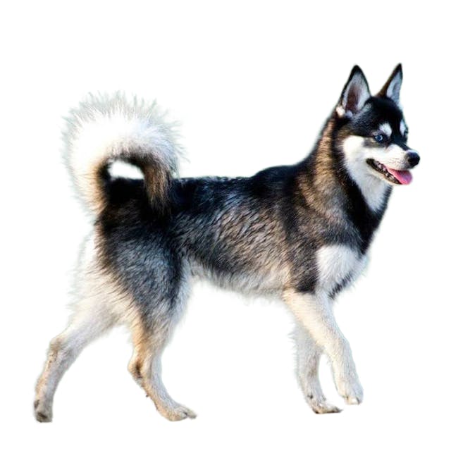 Alaskan Klee Kai