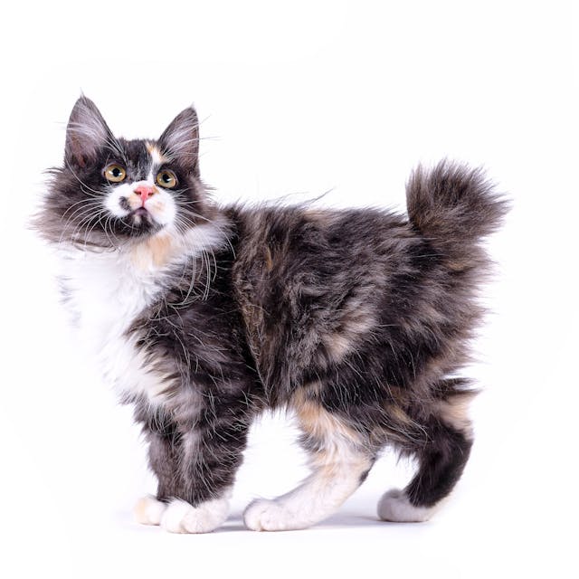  American Bobtail