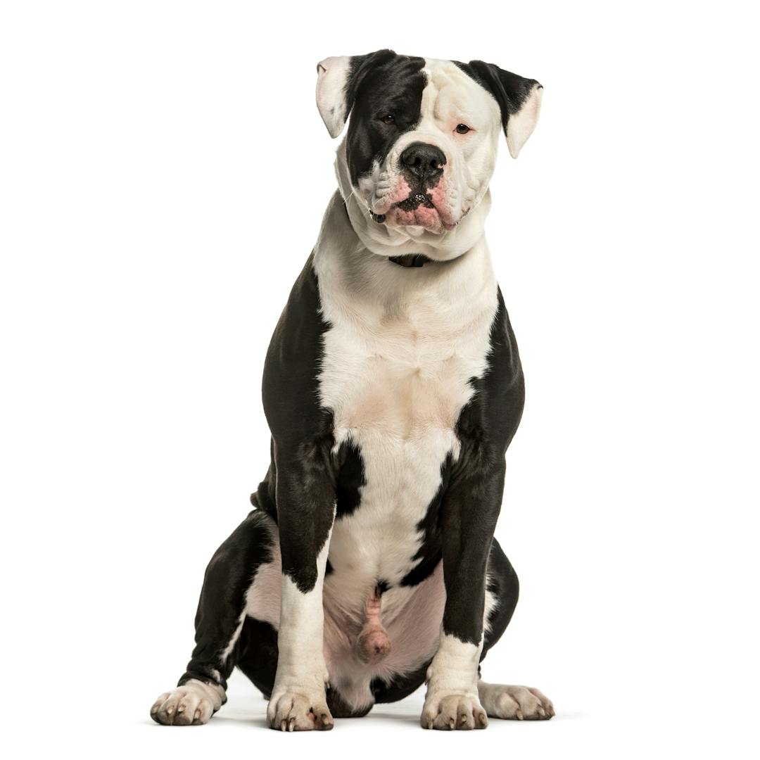 American Bulldog