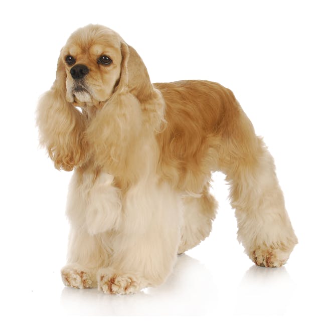 American Cocker Spaniel