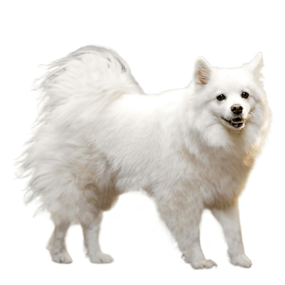 American Eskimo Dog