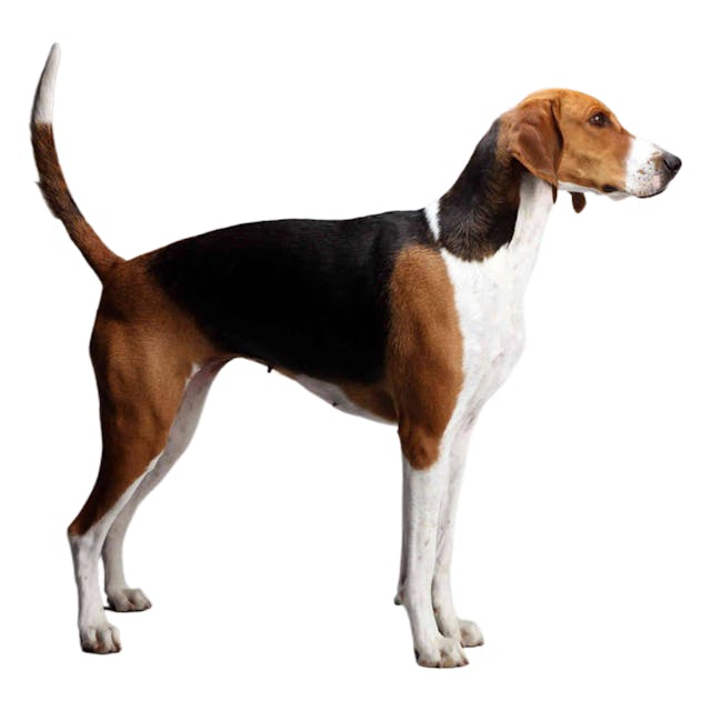 American Foxhound