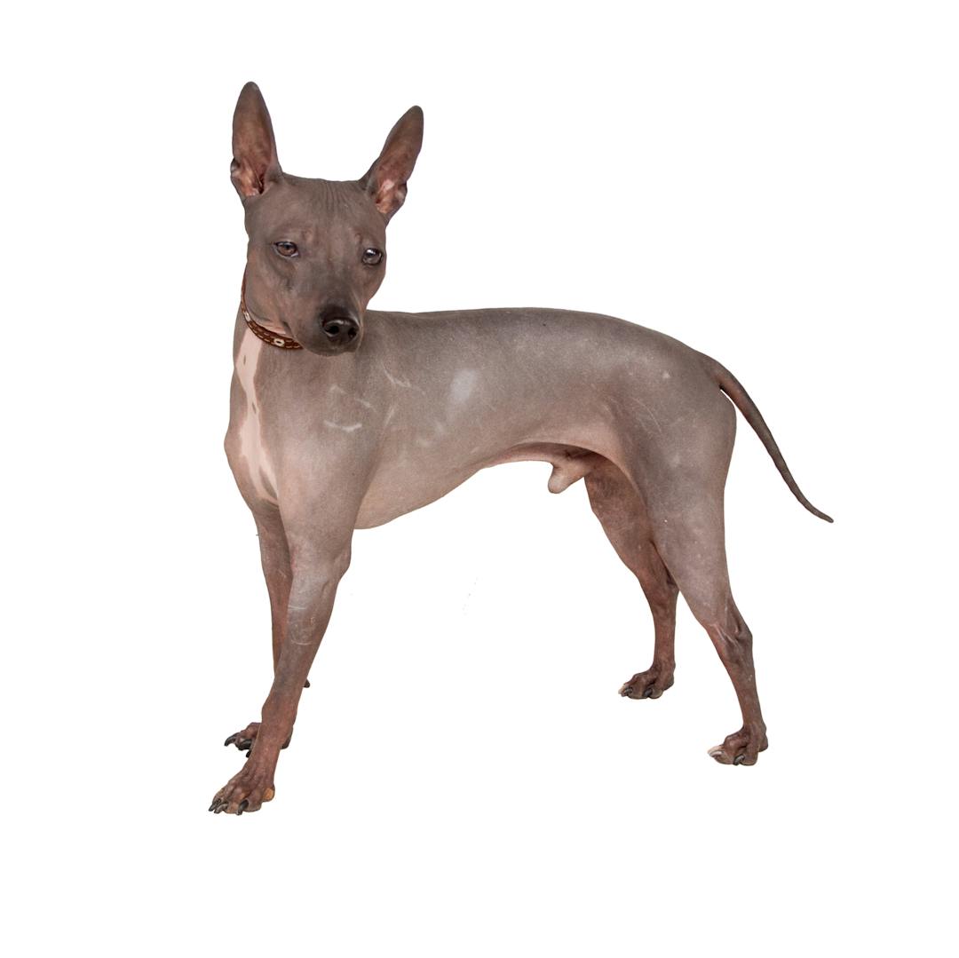 American Hairless Terrier