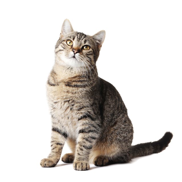 American Shorthair