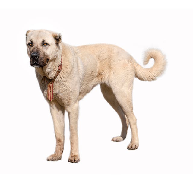 Anatolian Shepherd Dog