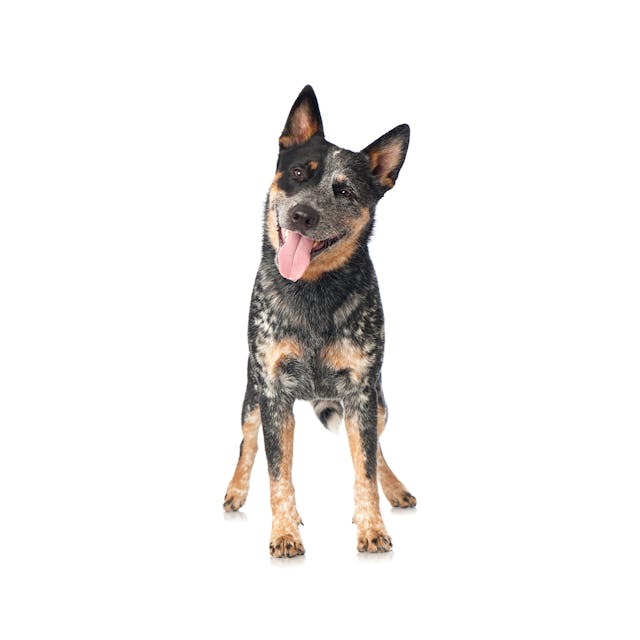 Australian Cattle Dog