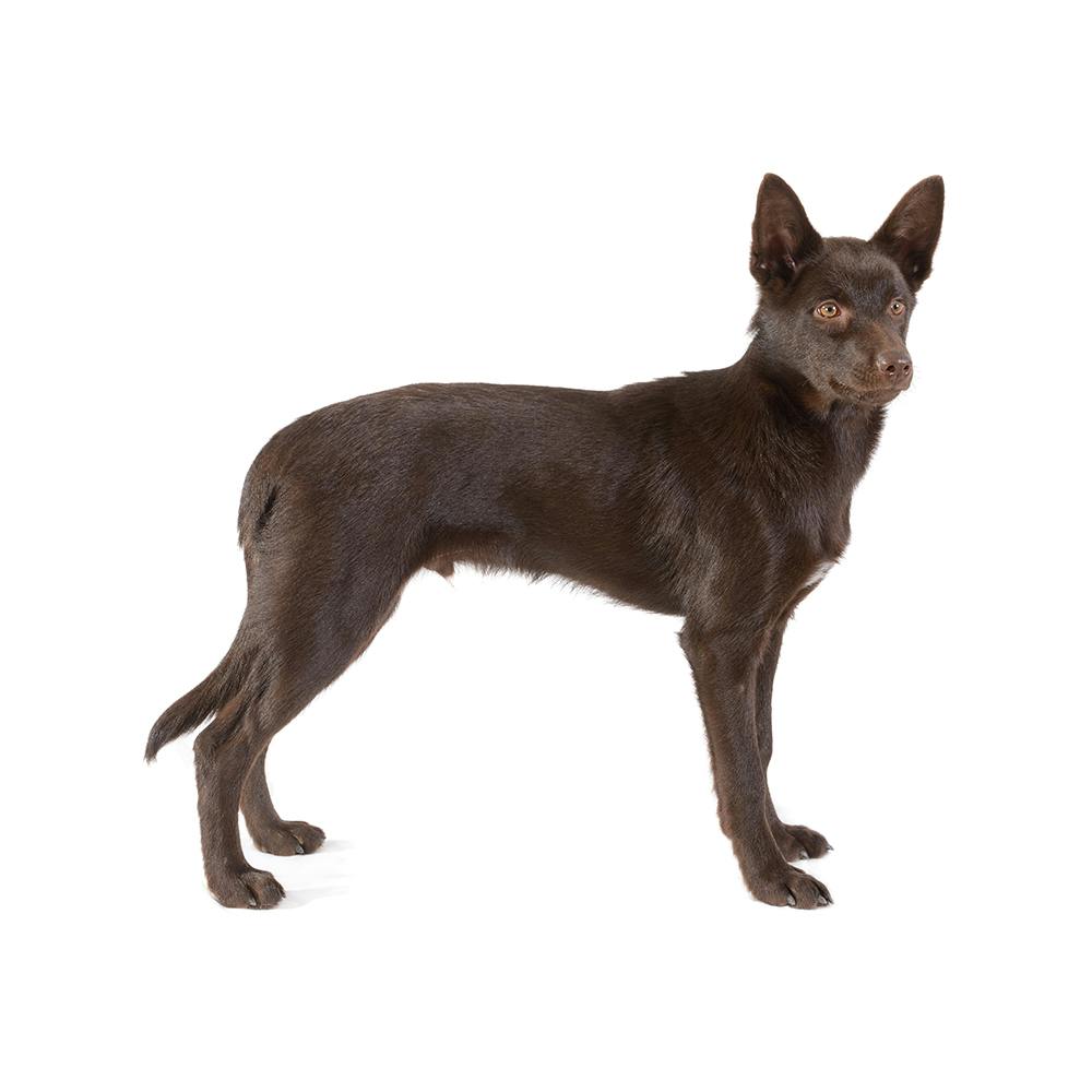 Australian Kelpie