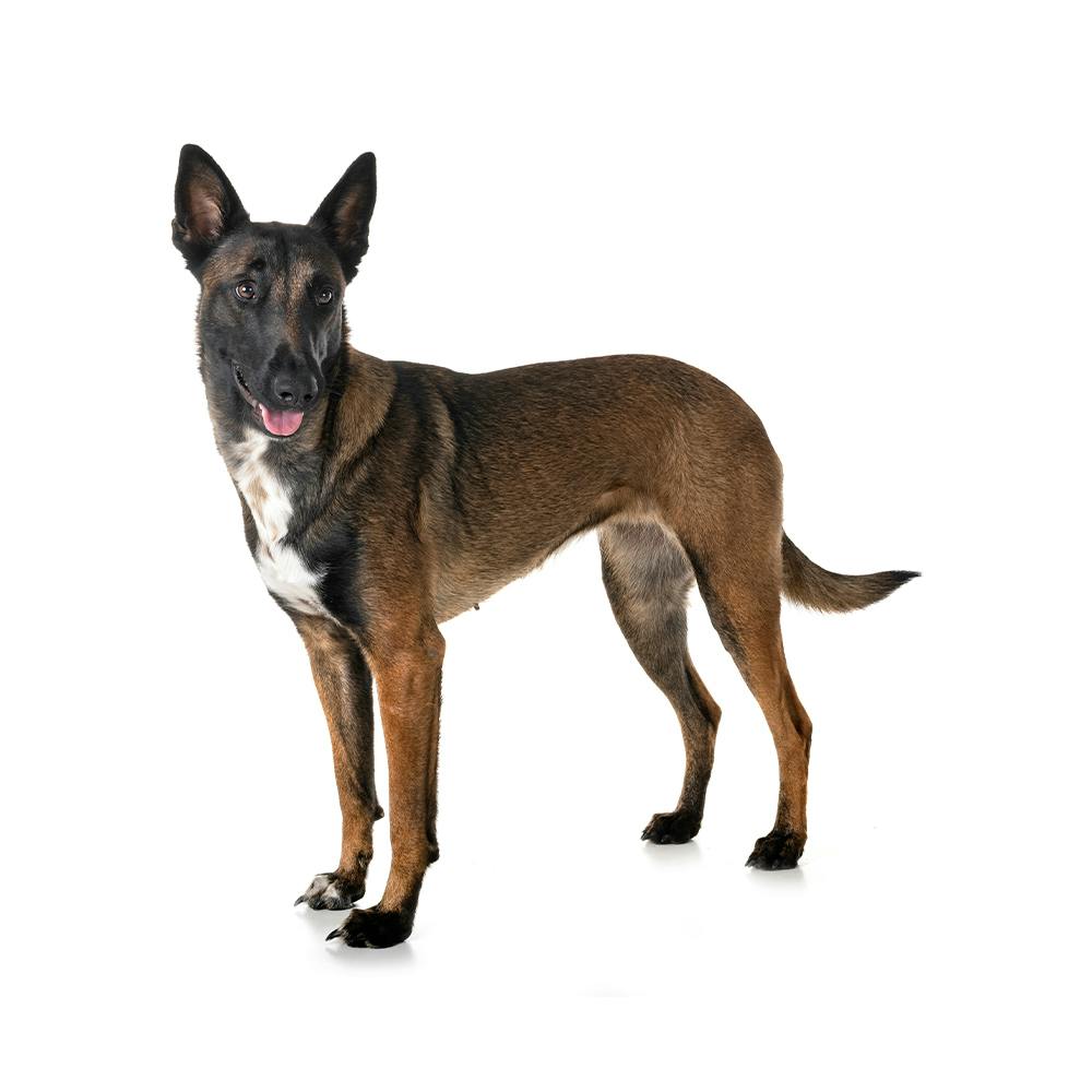 Belgian Malinois