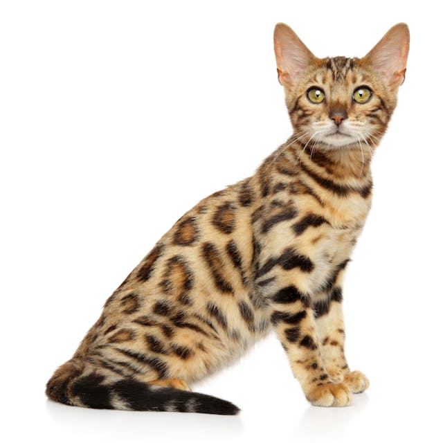 Bengal Cat