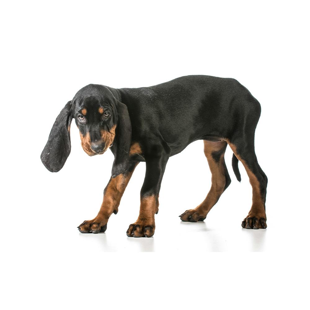 Black And Tan Coonhound