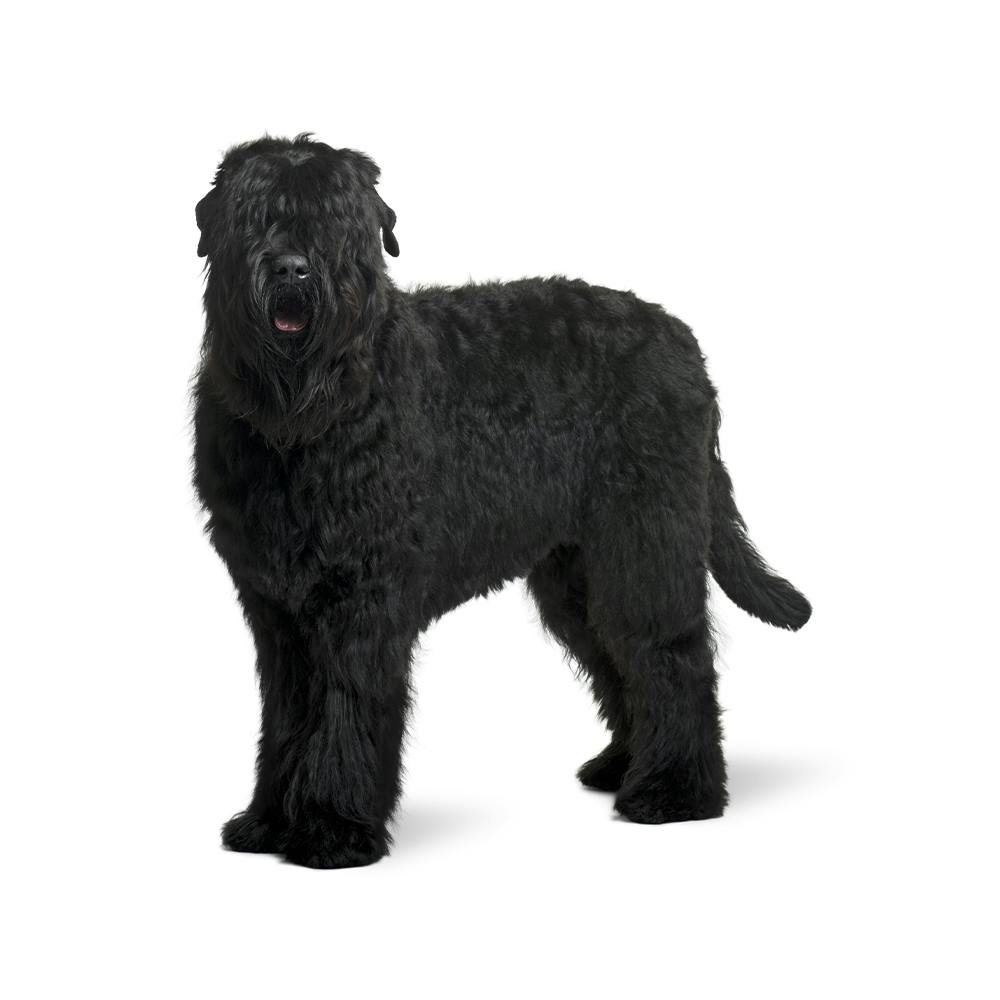 Black Russian Terrier