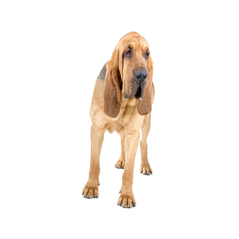 Bloodhound