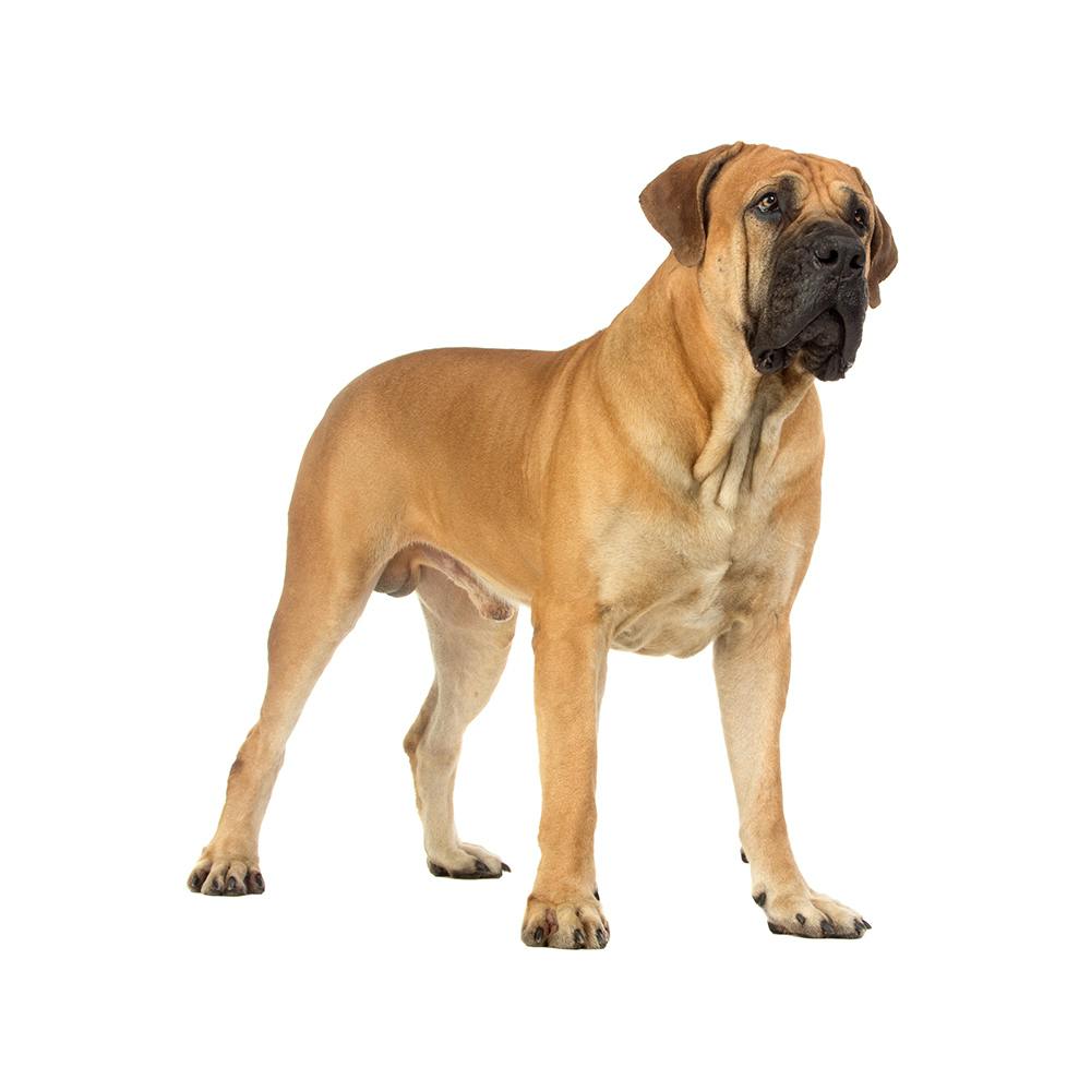 Boerboel