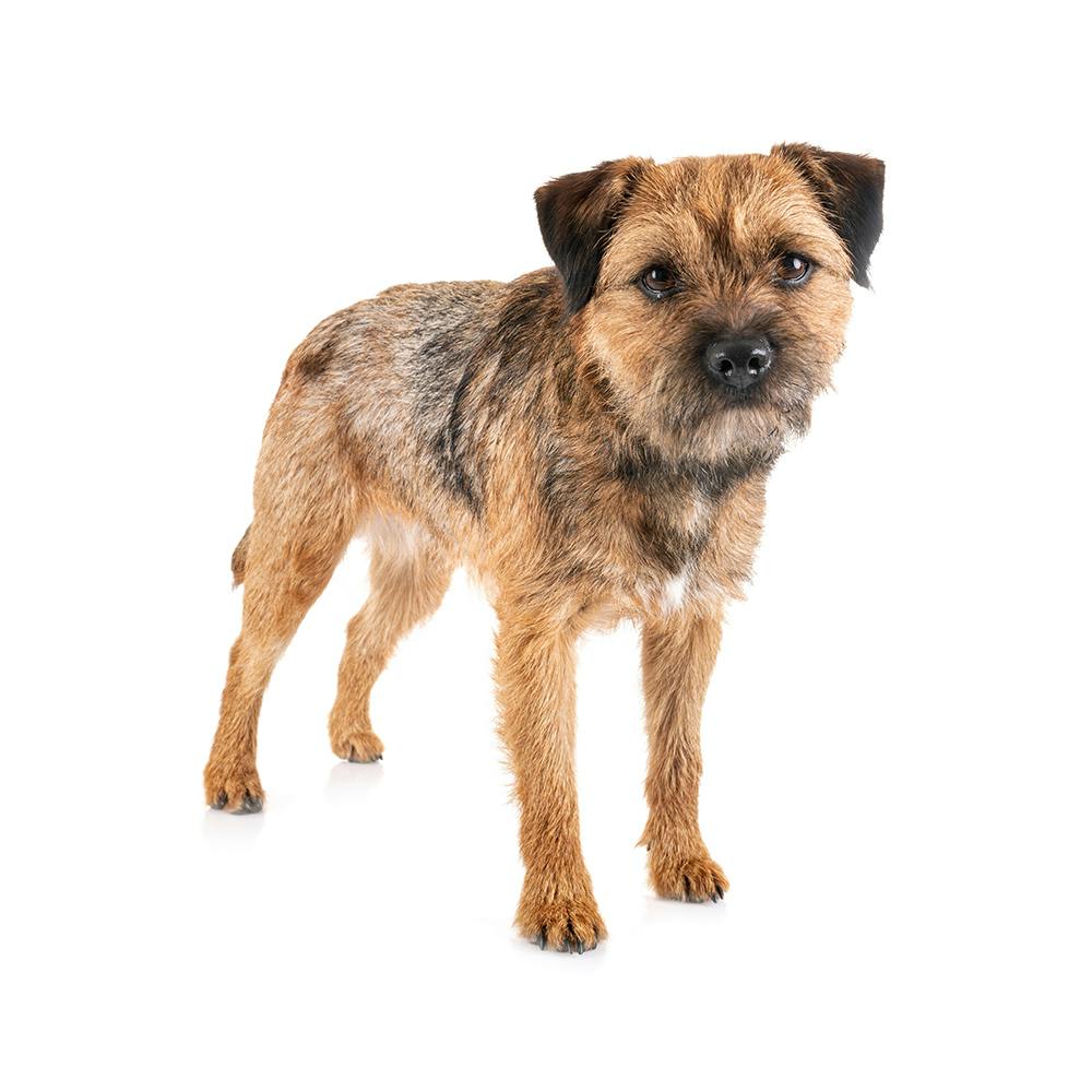 Border Terrier