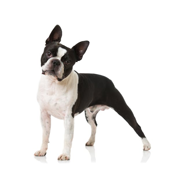 Boston Terrier