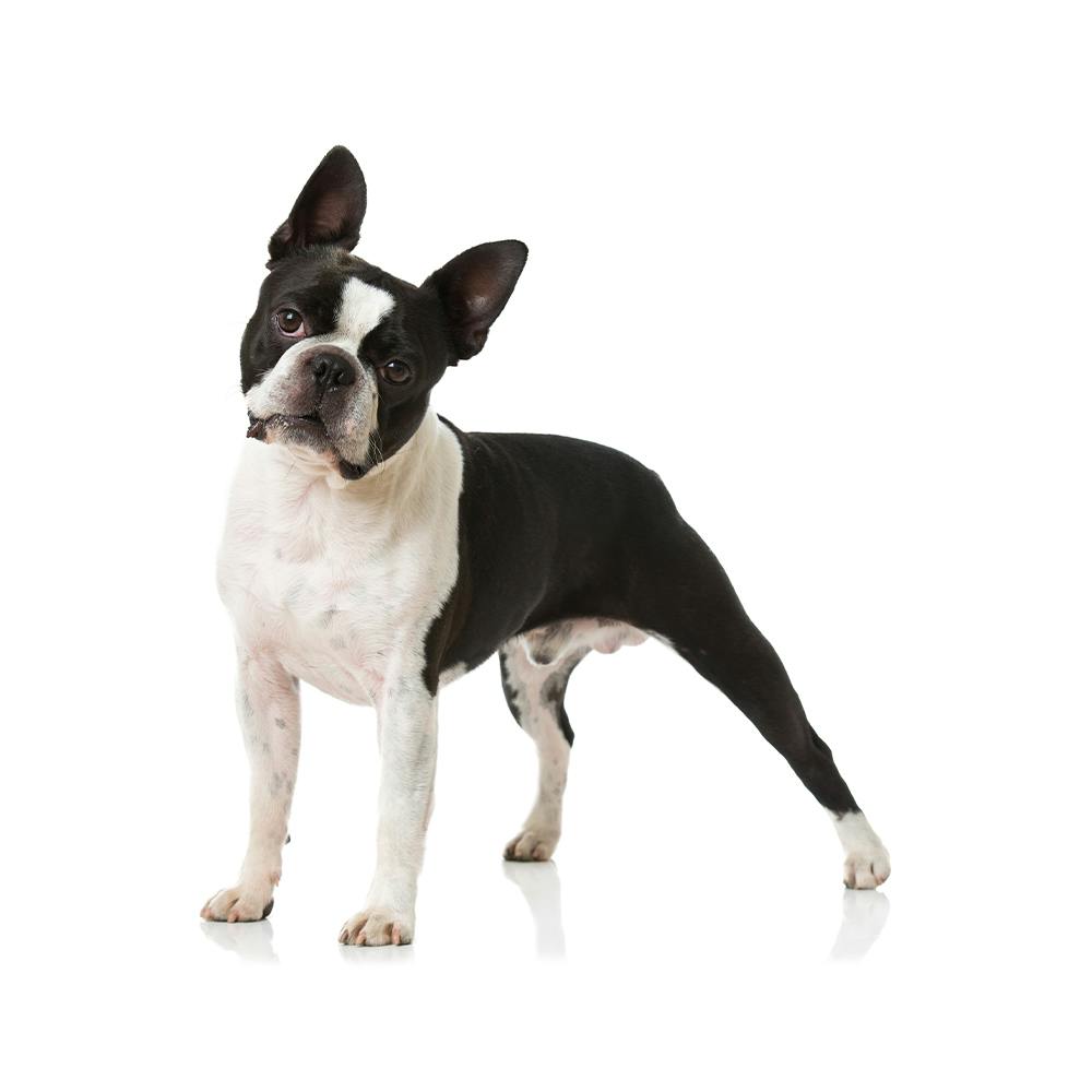 Boston Terrier