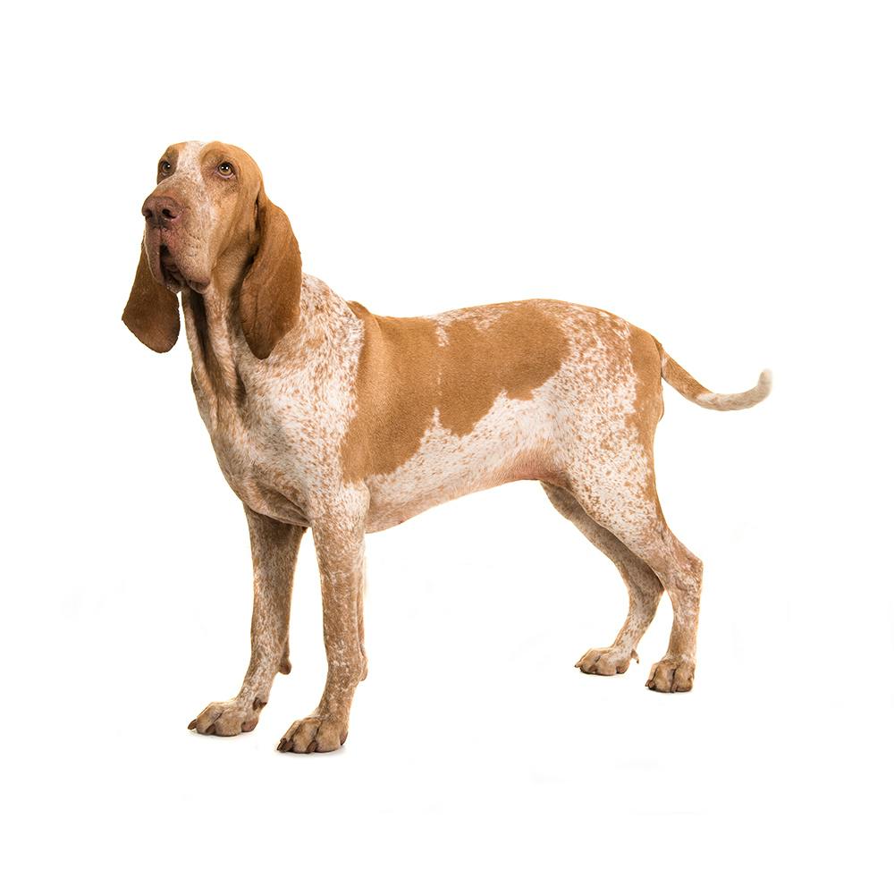 Bracco Italiano