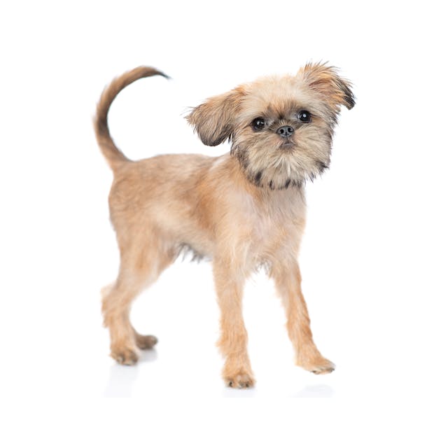 Brussels Griffon