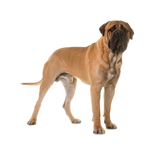 Bullmastiff