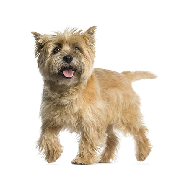 Cairn Terrier