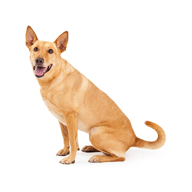 Carolina Dog