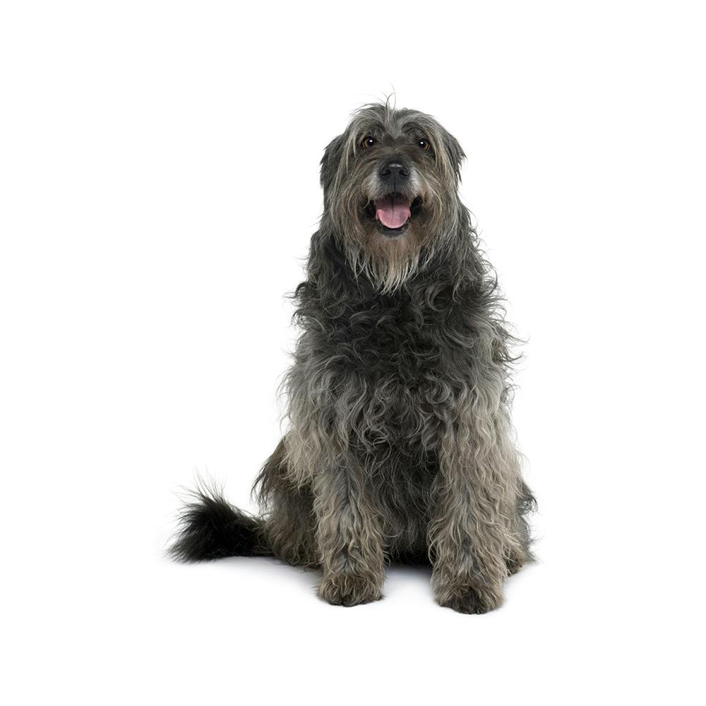 Catalan Sheepdog