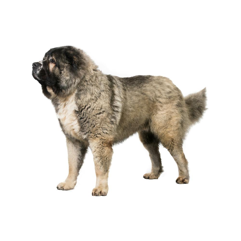 Caucasian Shepherd Dog