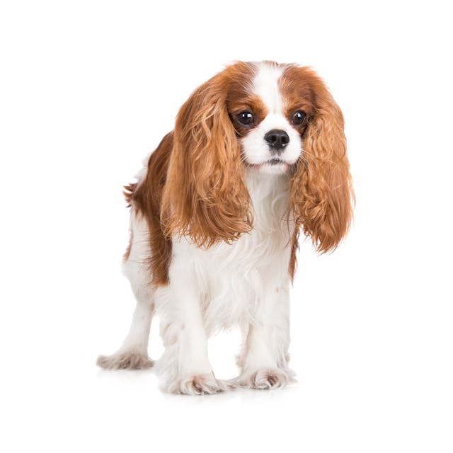 Cavalier King Charles Spaniel