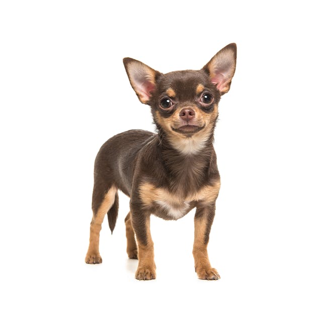 Chihuahua