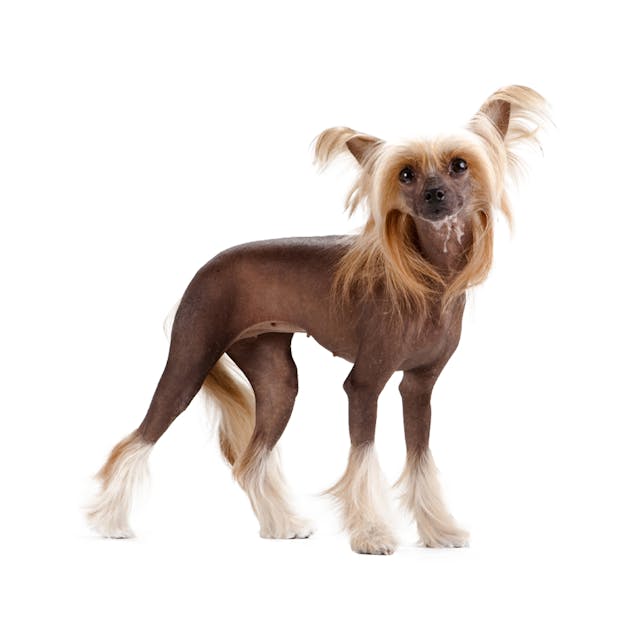 Chinese Crested