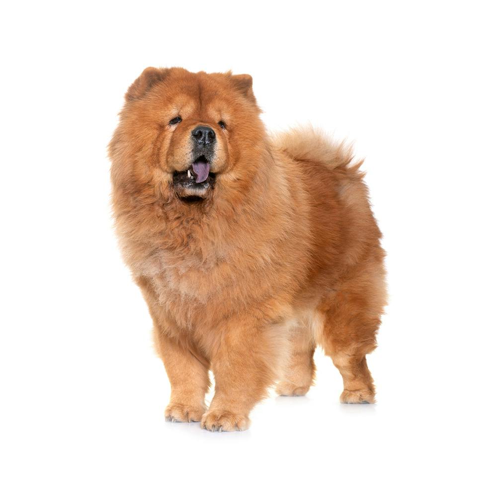 Chow Chow