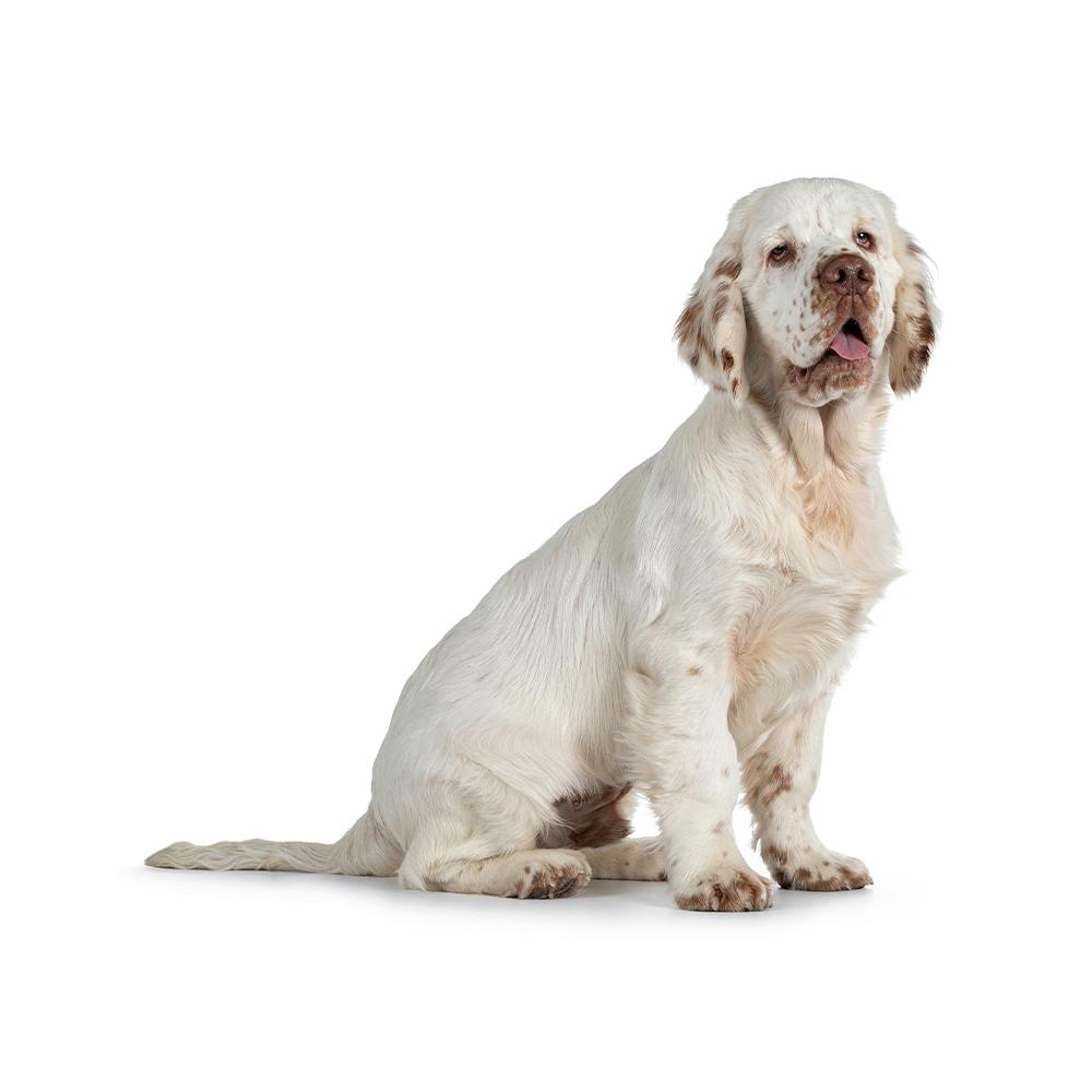 Clumber Spaniel