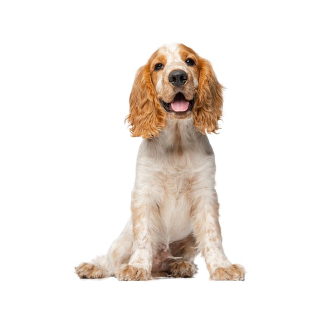 Cocker Spaniel