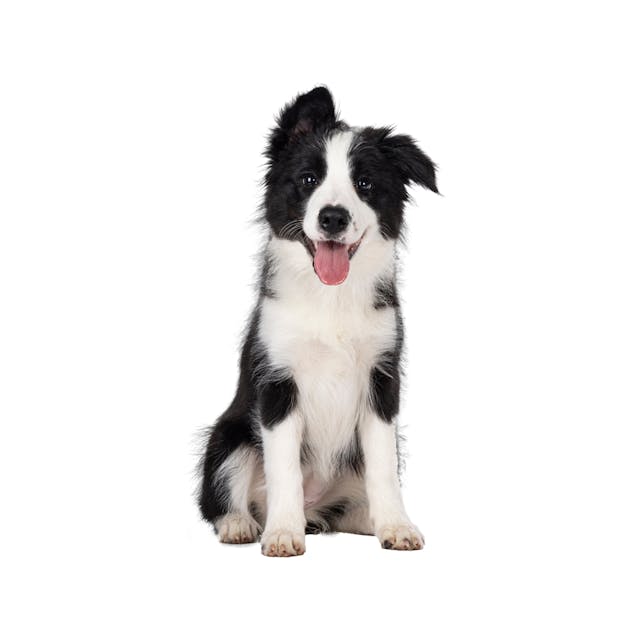 Collie