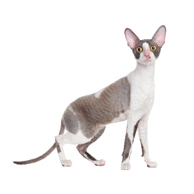 Cornish Rex