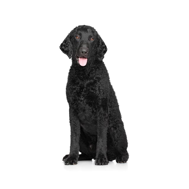 Curly-Coated Retriever