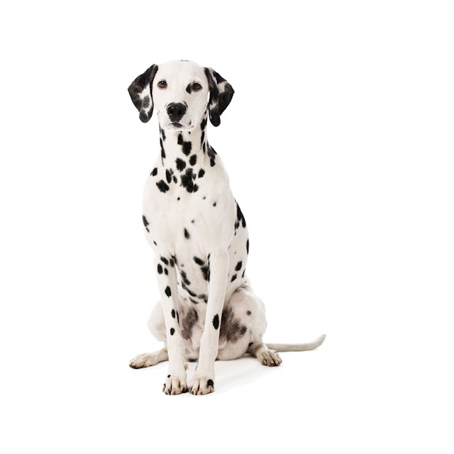 Dalmatian