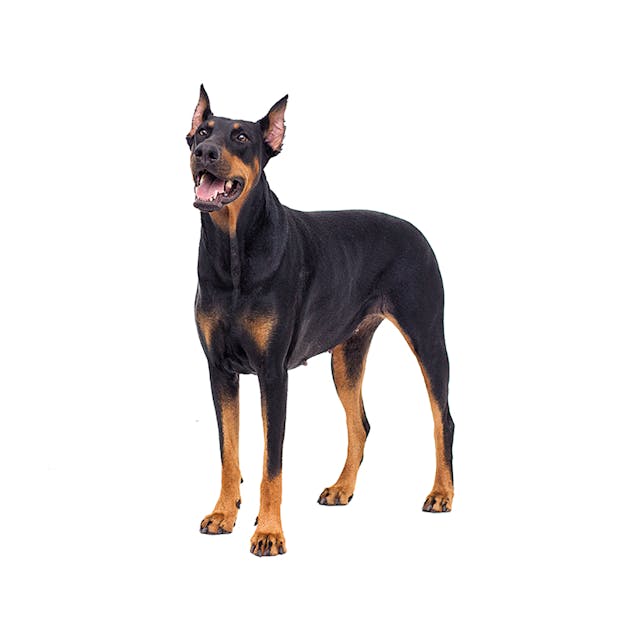 Doberman Pinscher