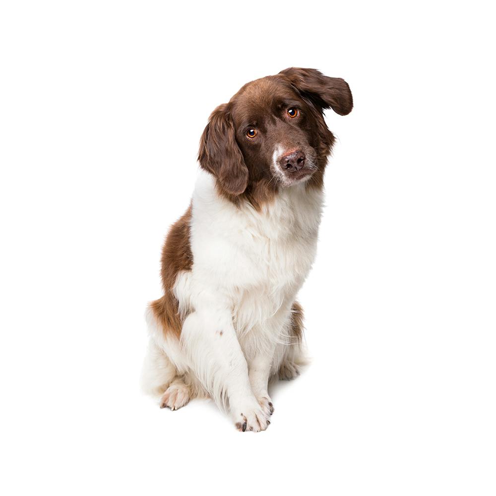 Dutch Partridge Dog