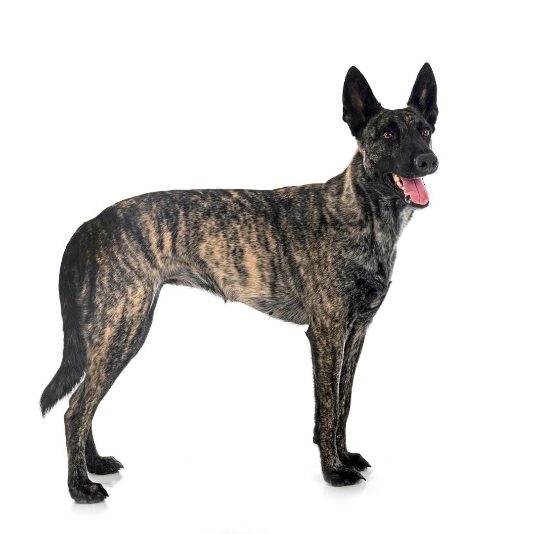 Dutch Shepherd