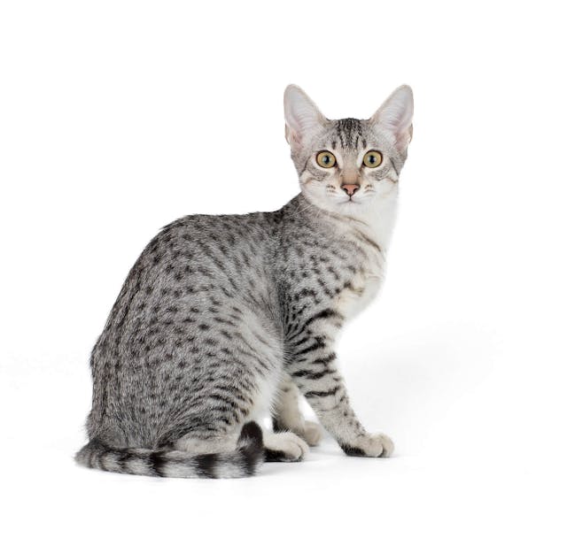 Egyptian Mau