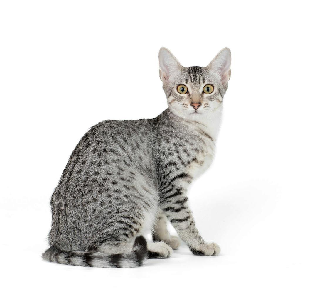 Egyptian Mau