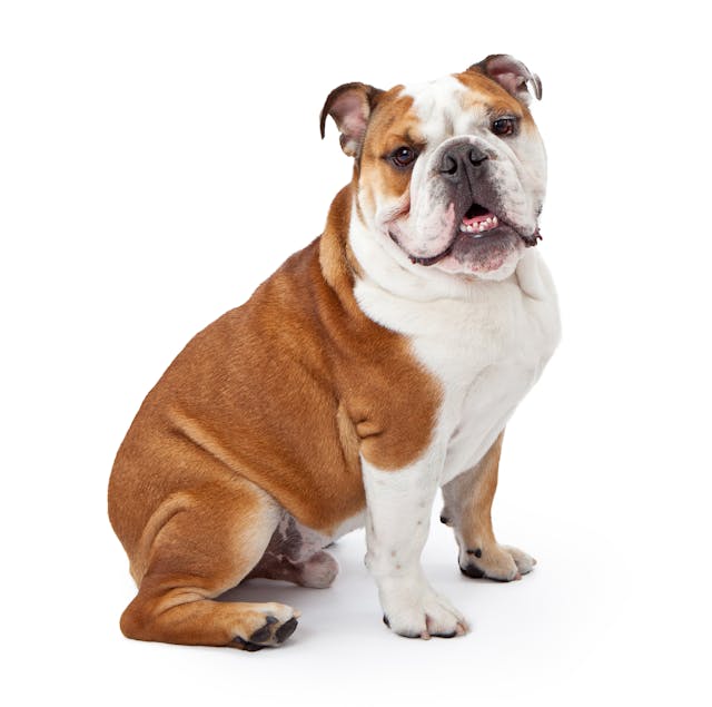 English Bulldog