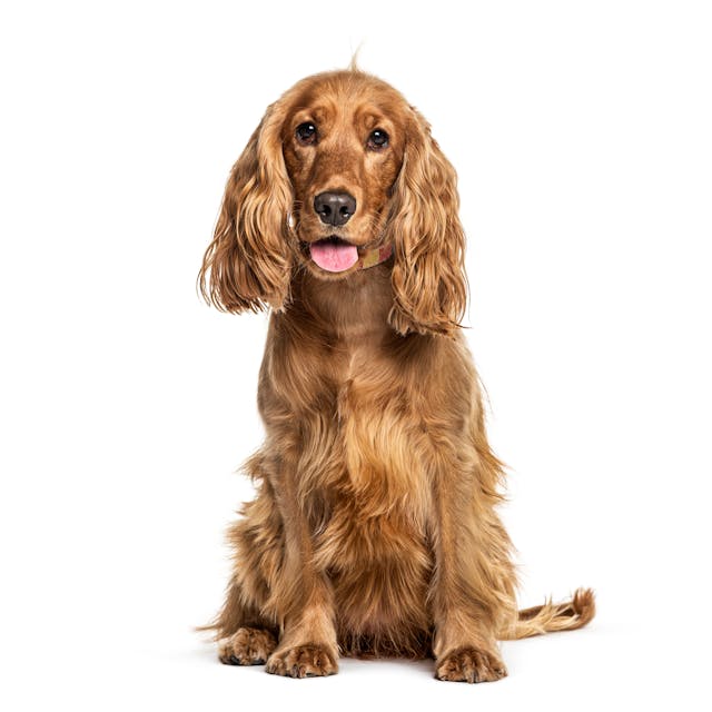 English Cocker Spaniel