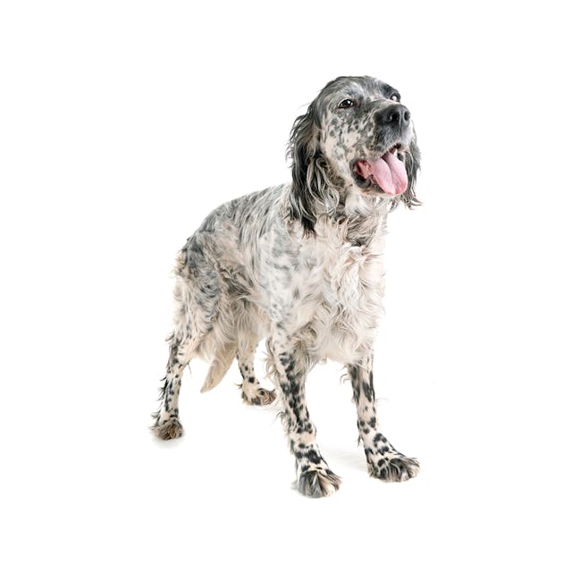 English Setter